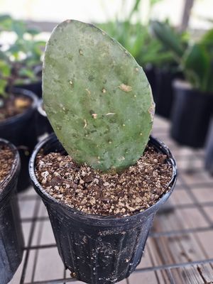 SPINELESS PRICKLY PEAR