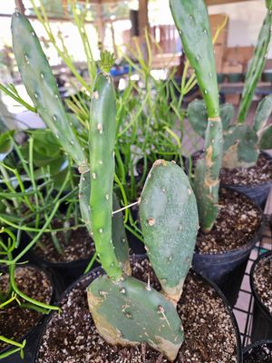 PRICKLY PEAR/Opuntia Quimilo