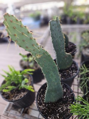 TEXAS PRICKLY PEAR (Opuntia engelmannii)