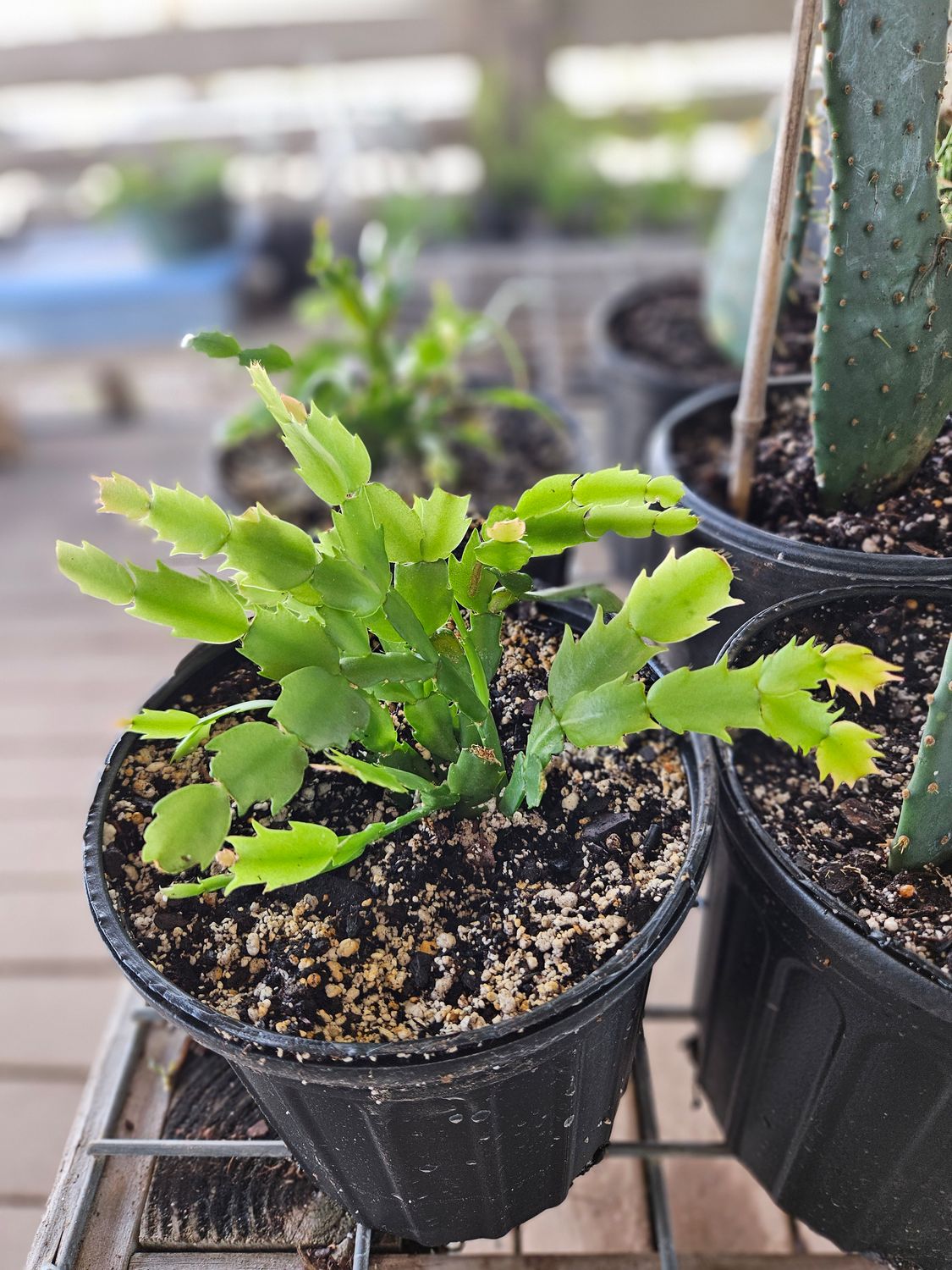 CHRISTMAS CACTUS