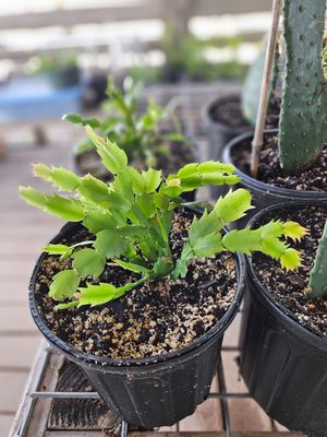 CHRISTMAS CACTUS