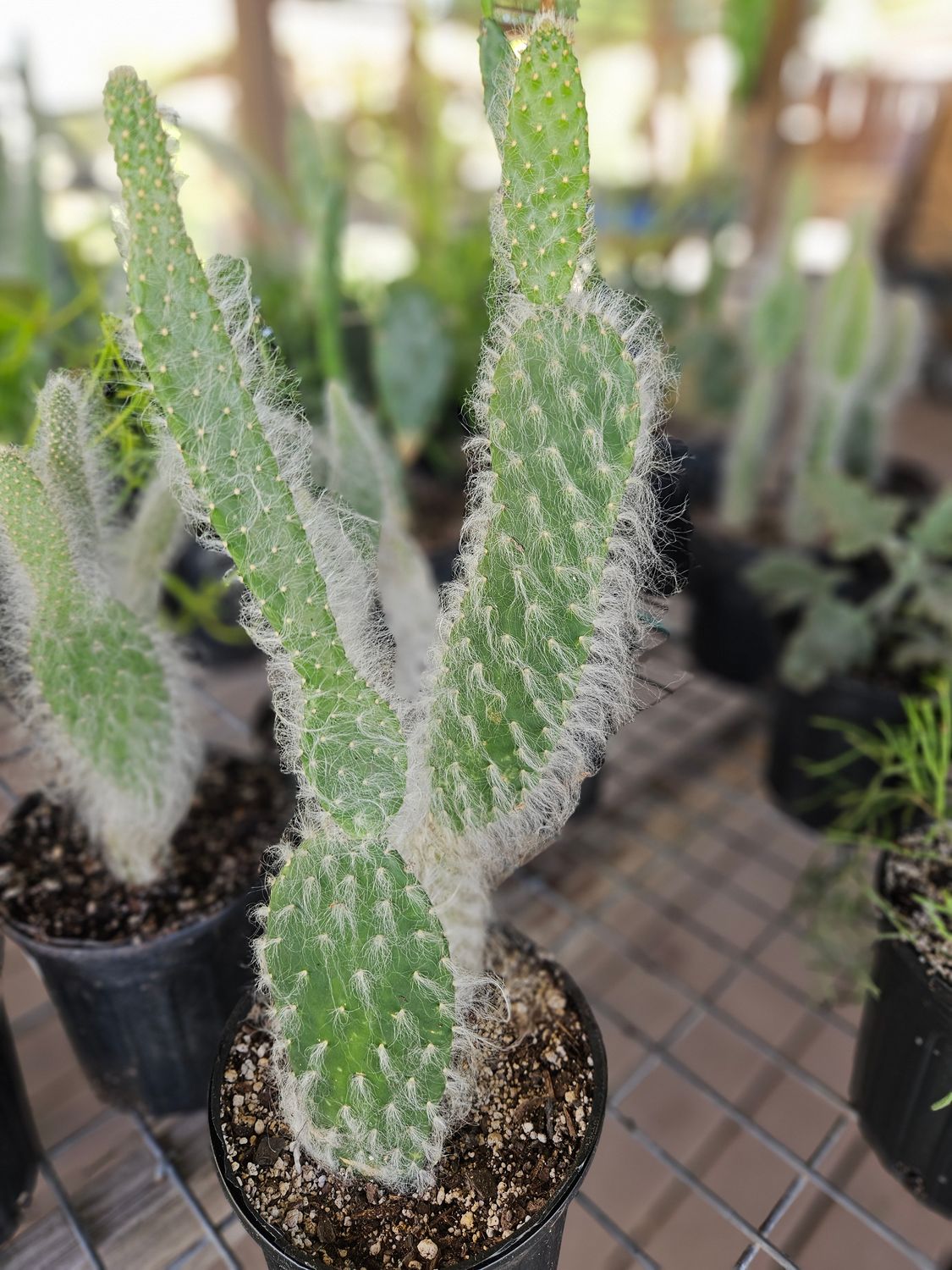 Old Man  Cactus (Cephalocereus Senilis)