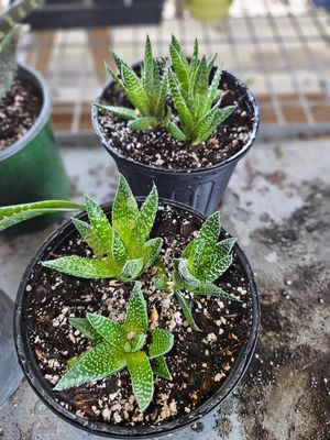 Lace Aloe (Aloe Aristata)