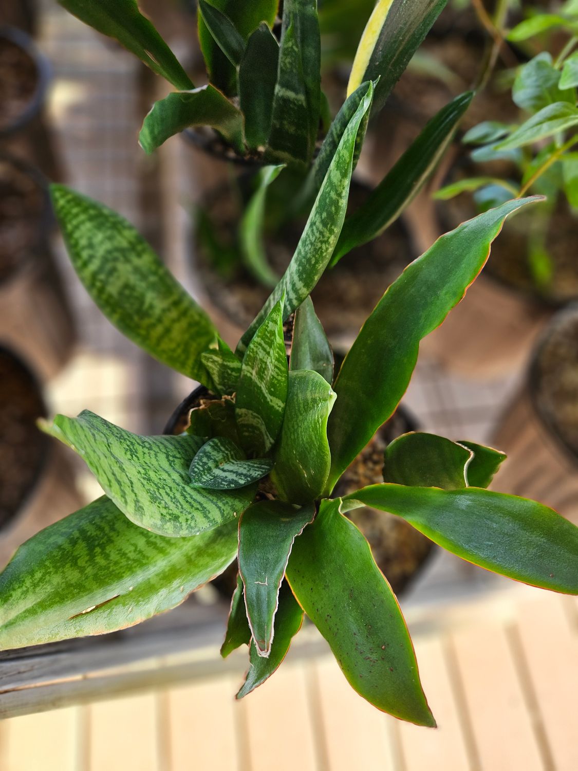 SANSEVIERA SNAKE PLANT (DWARF)