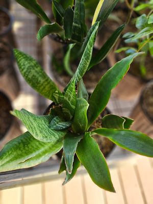 SANSEVIERA SNAKE PLANT (DWARF)