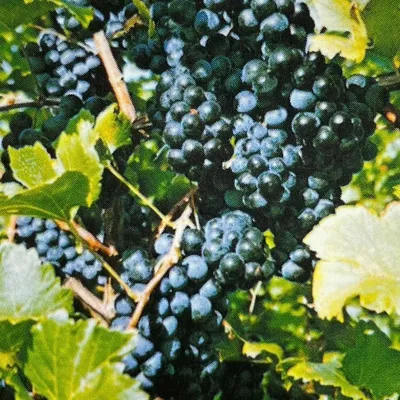 Grapevine, Black Spanish