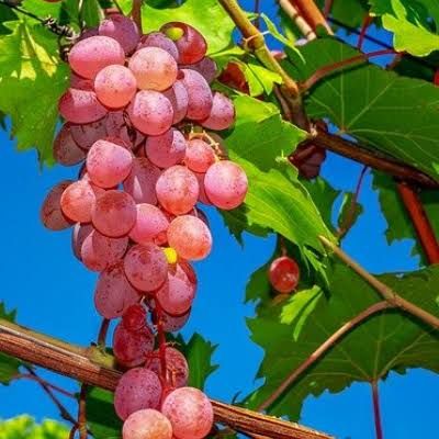 Grapevine, Victoria Red