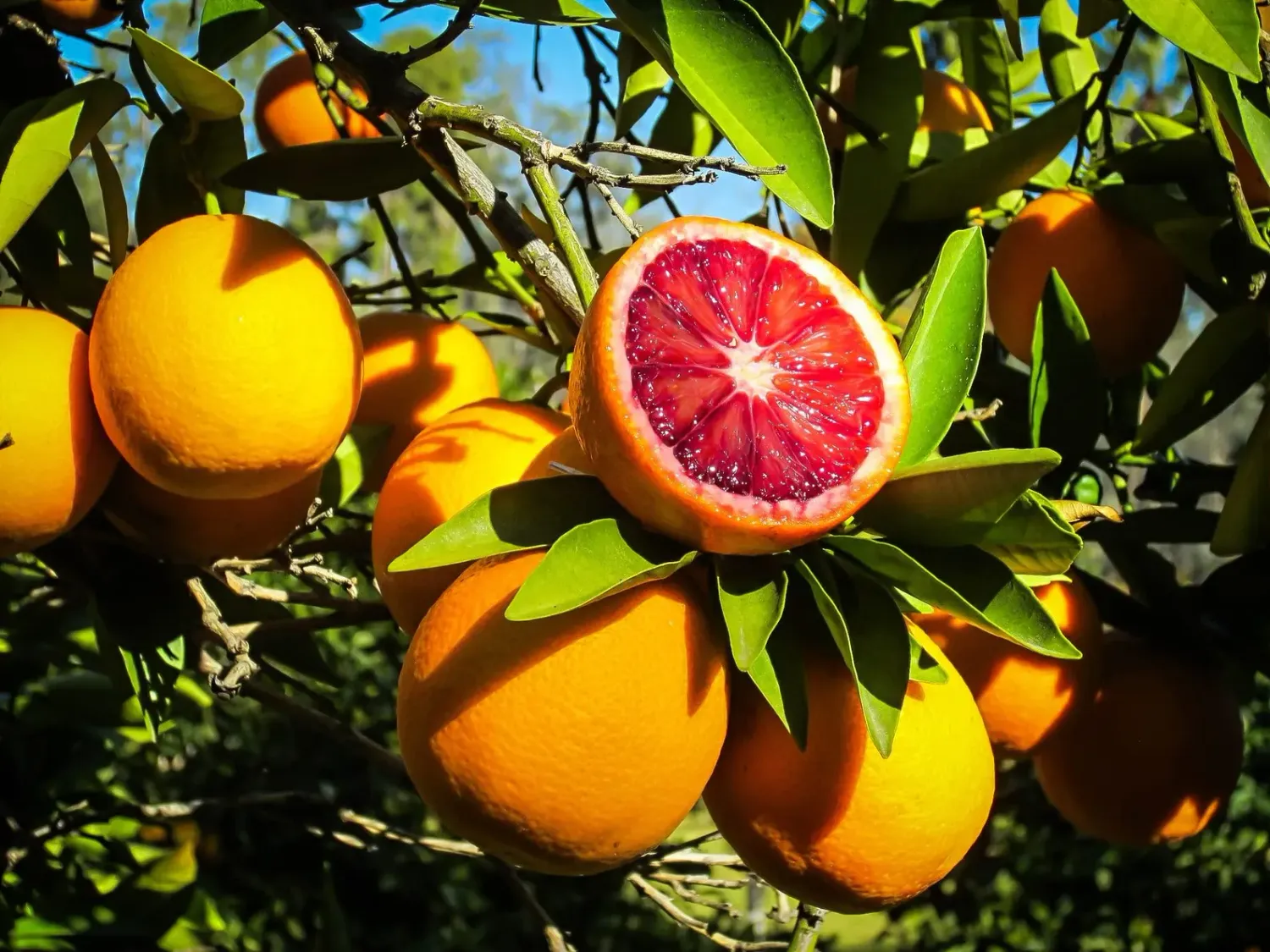 Orange, Moro Blood