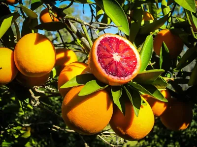 Orange, Moro Blood