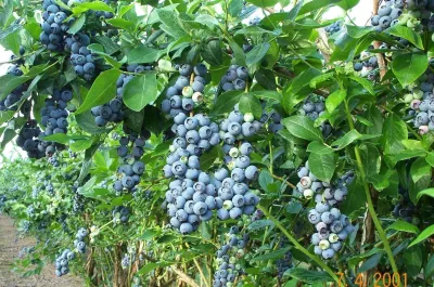 Blueberry, Jewel Southern Highbush