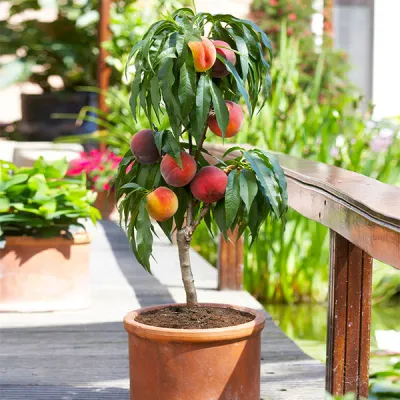 Peach, Bonanza Patio Dwarf