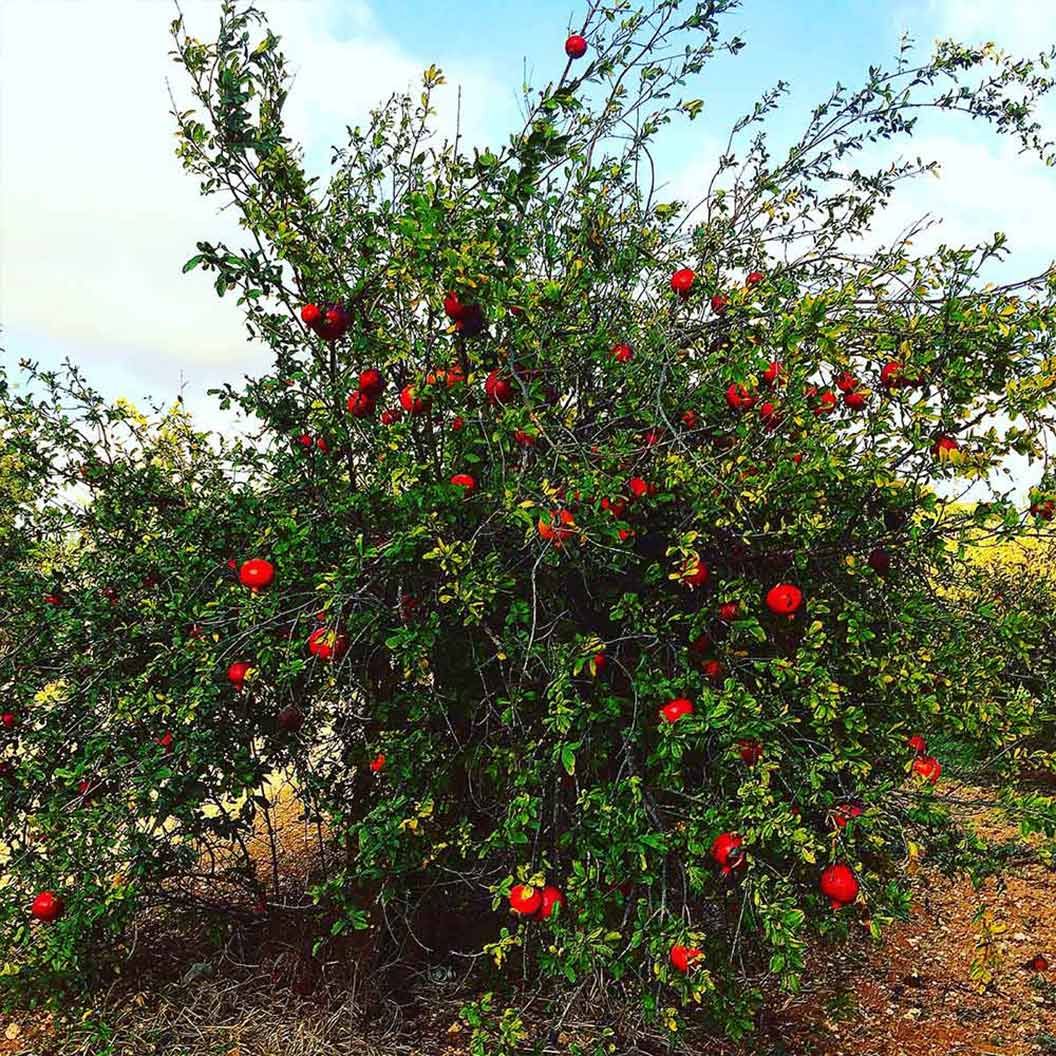 Pomegranate