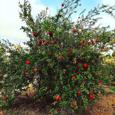 Pomegranate