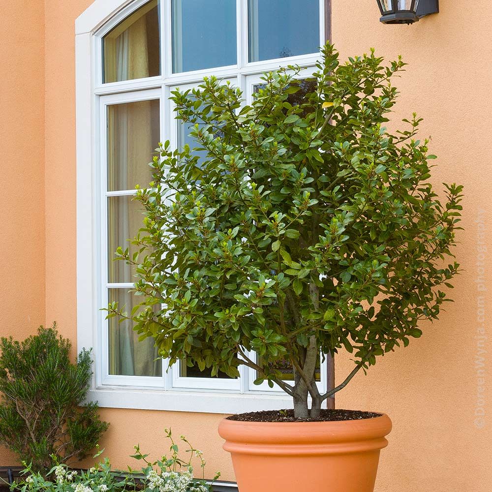 Bay Tree
