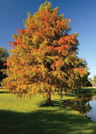 Bald Cypress