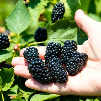 Blackberry, Apache Thornless