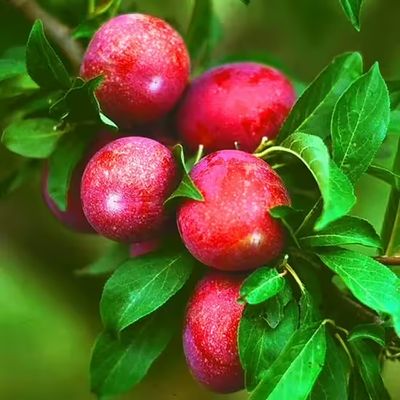 Plum, Ozark Premier