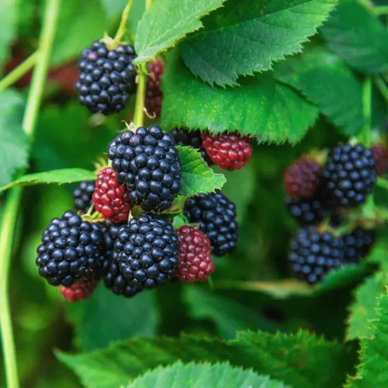 Blackberry, Navajo Thornless