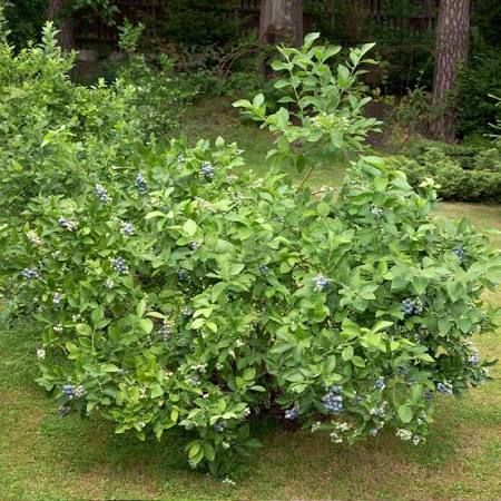 Blueberry, Brightwell