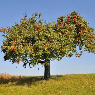 Apple, Honey Crisp