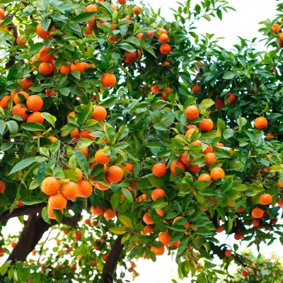 Orange, Hamlin Sweet