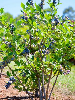 Blueberry, Austin