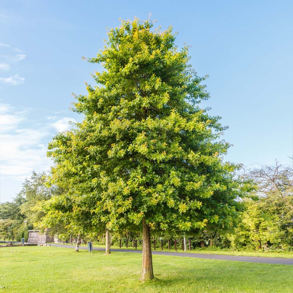 Pin Oak