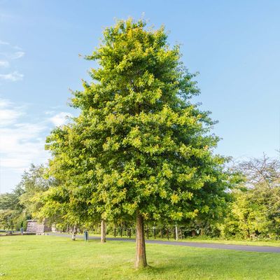 Pin Oak