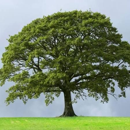 Sawtooth Oak
