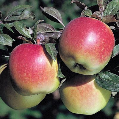 Apple Dwarf Anna