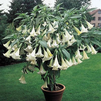 Angel Trumpet, White
