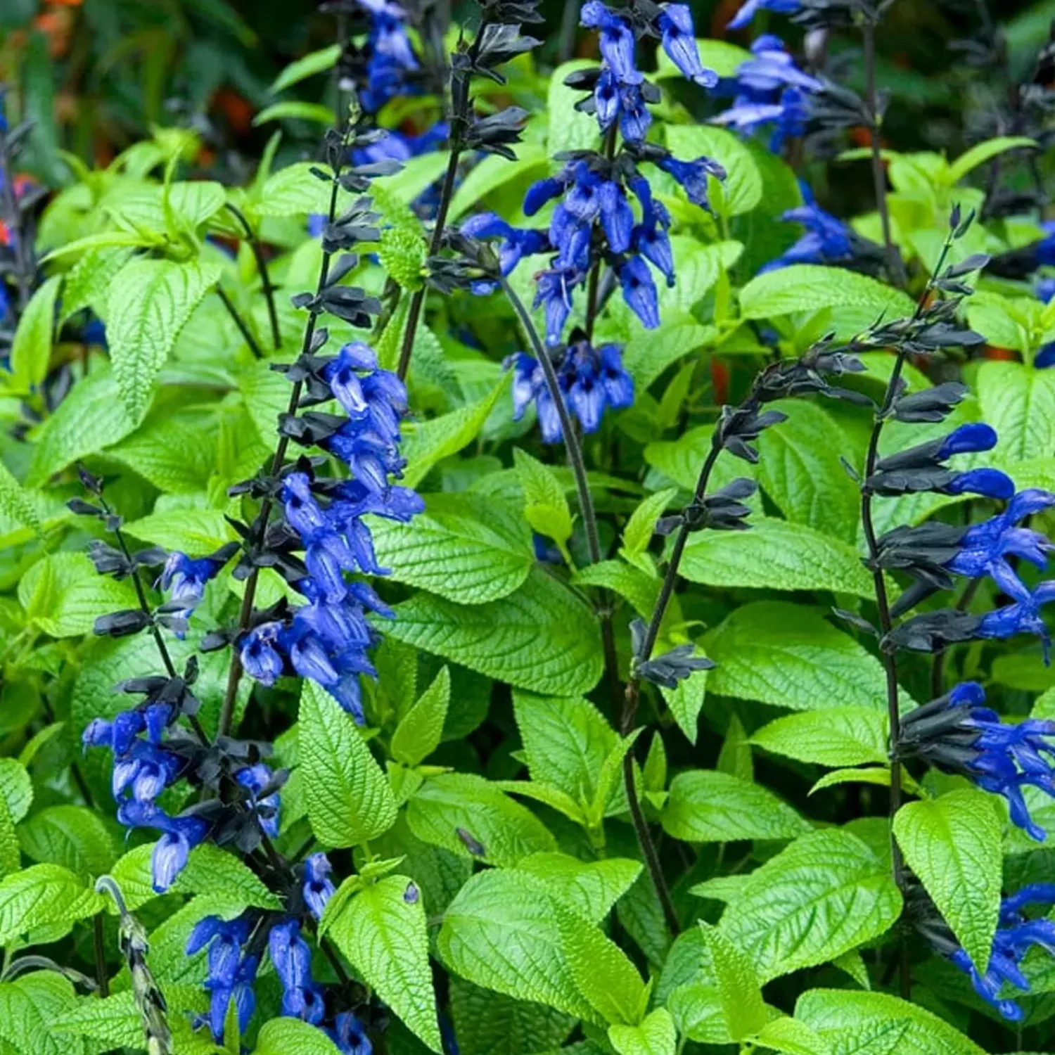 Black &amp; Blue Salvia