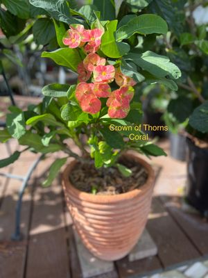 Crown of Thorns Coral