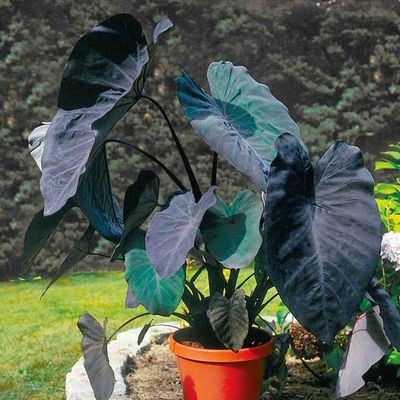 Elephant Ear, “Black Magic”