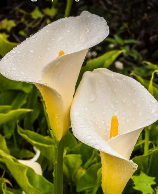 Calla Lily, “Giant White”