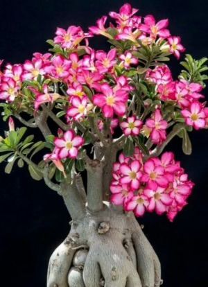 Desert Rose