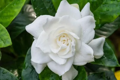 Gardenia Large Flower Gardenia Large Flower