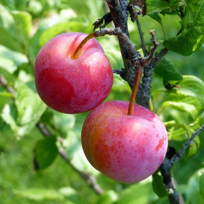 Plum Ozark Premier   BARE ROOT