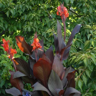 Canna Lily “Tropicanna”