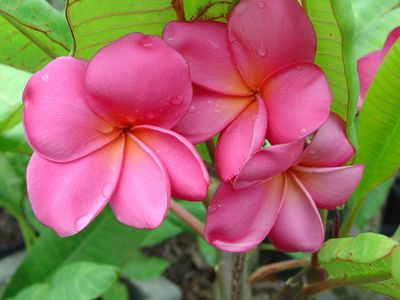Plumeria “Charlotte Ebert”