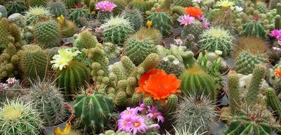 Succulents