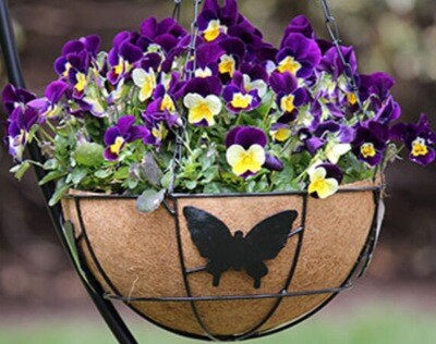 Annuals