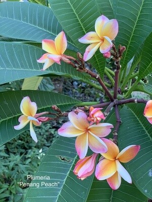 Plumeria