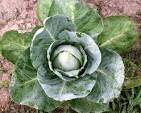 Early Jersey Wakefield Cabbage