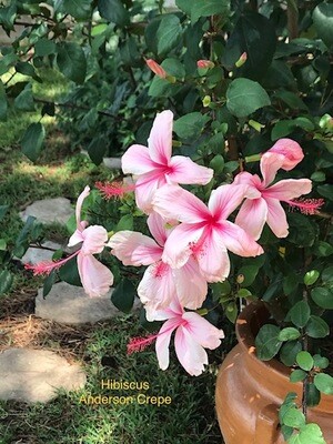 Hibiscus "Anderson Crepe" Hibiscus "Anderson Crepe"