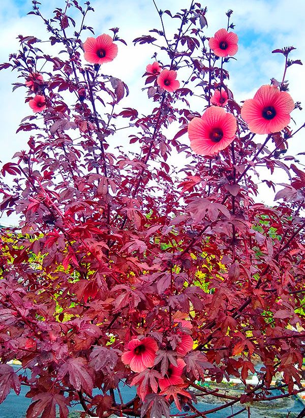 Cranberry Hibiscus