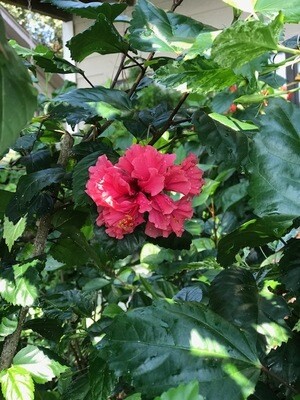 Hibiscus “Belize Double Watermelon" Hibiscus “Belize Double Watermelon"