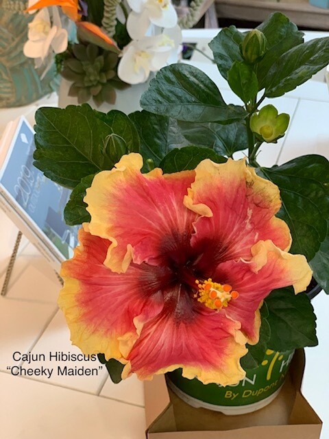 Cajun Hibiscus "Cheeky Maiden"