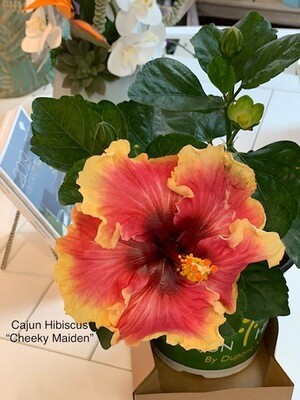 Cajun Hibiscus "Cheeky Maiden"
