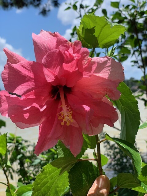 Hibiscus “Frilly Pink"